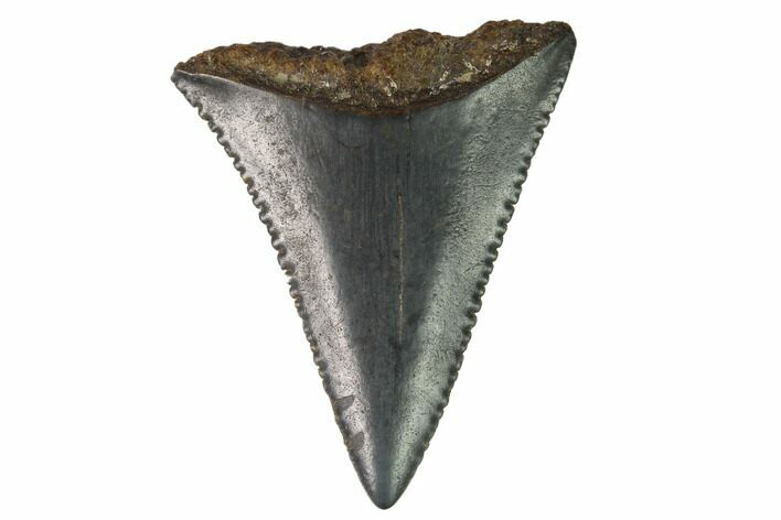 Serrated, Fossil Great White Shark Tooth - South Carolina #164766